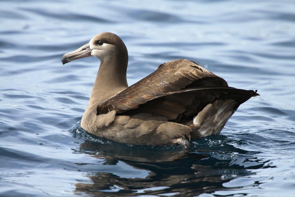 Schwarzfußalbatros (Phoebastria nigripes)