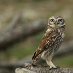 Steinkauz (Athene noctua)