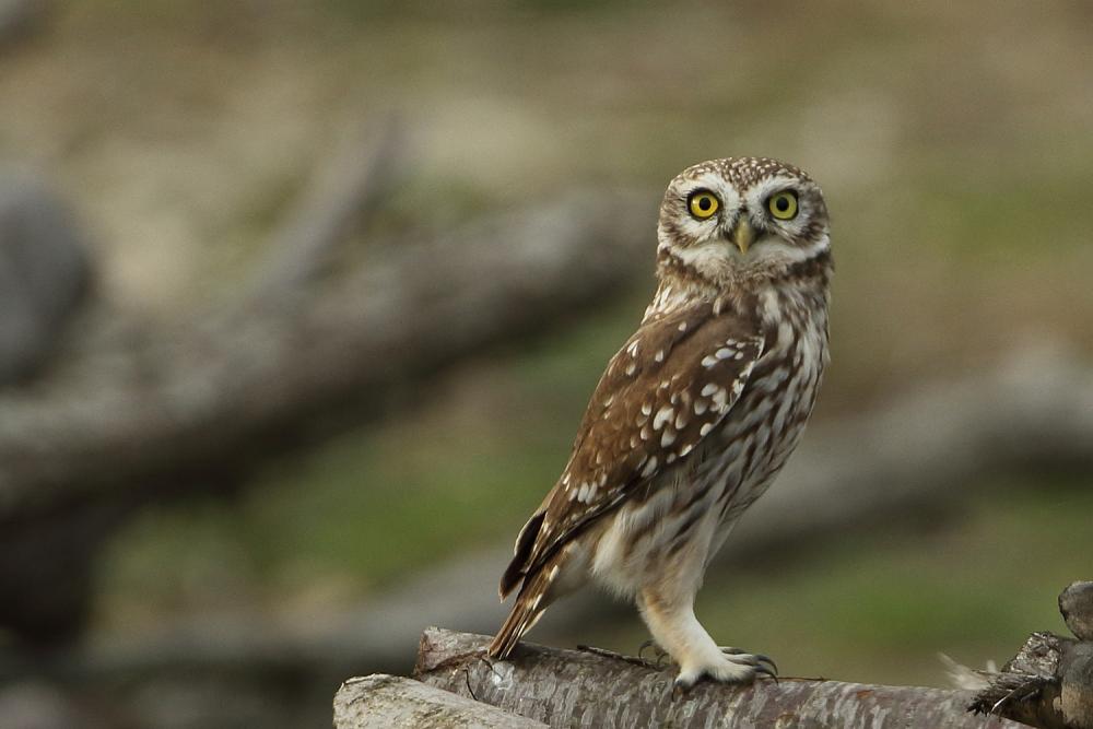 Steinkauz (Athene noctua)