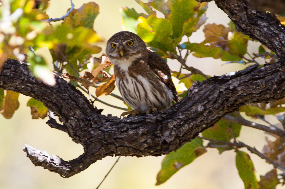 Uhu (Bubo bubo)
