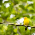 Kanarienvogel