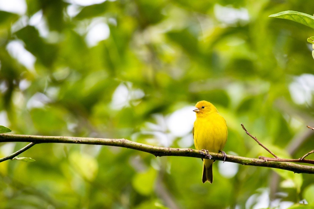 Kanarienvogel